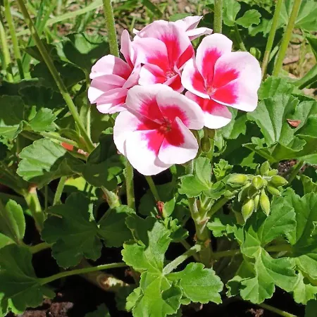 City Cottage Reggio Emilia