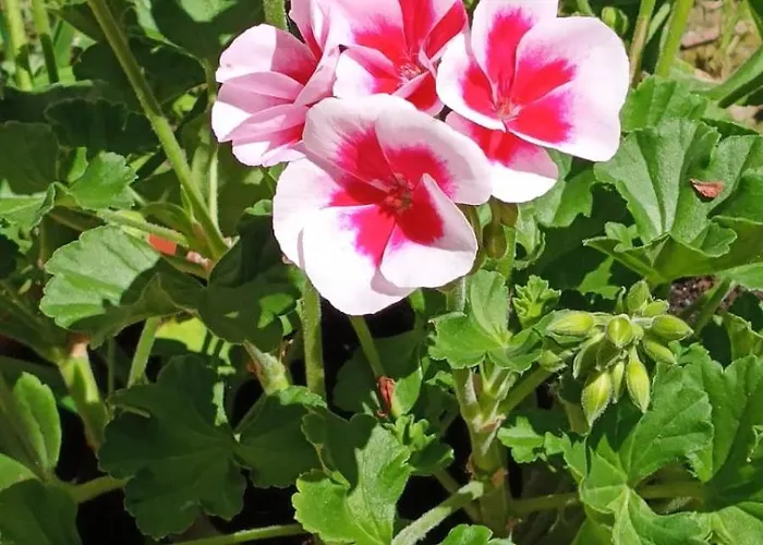 City Cottage Reggio nell'Emilia